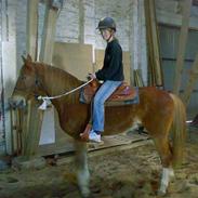 Frederiksborg Tarzan Mollerup (solgt)