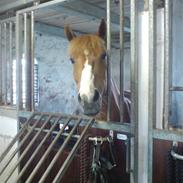 New Forest Orchid's Chiana R.I.P :'(