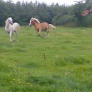 Haflinger Pretty Baby