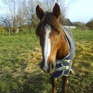 Anden særlig race Samson