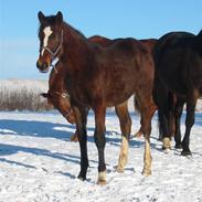 Dansk Varmblod Victoria