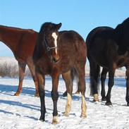 Dansk Varmblod Victoria