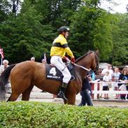 Fuldblod (XX) BUSTER