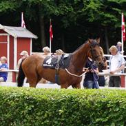 Fuldblod (XX) BUSTER