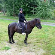 Islænder Mannblendinn från Näs