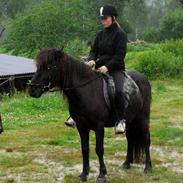 Islænder Mannblendinn från Näs