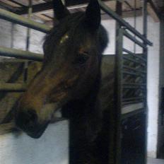 Dansk Varmblod Hængel (Hertug) *R.I.P:*