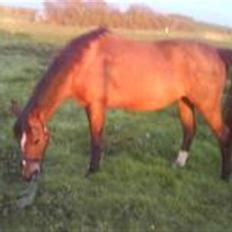 Dansk Varmblod Gladi