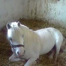 Welsh Mountain (sec A) møllegaards Flamme Solgt