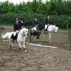 Welsh Mountain (sec A) møllegaards Flamme Solgt