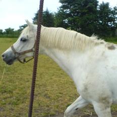 Welsh Pony af Cob-type (sec C) Melissa of gade 