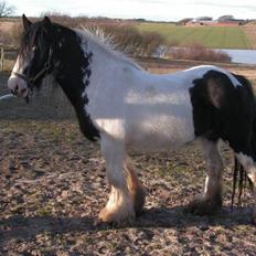 Irish Cob Clononeen Meniman