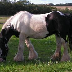 Irish Cob Clononeen Meniman