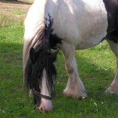 Irish Cob Clononeen Meniman