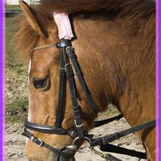 Anden særlig race // Holmens Molly -[SOLGT]