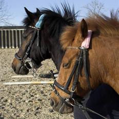 Anden særlig race // Holmens Molly -[SOLGT]