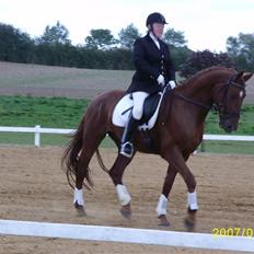 Dansk Varmblod Triton Oliver