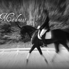 Dansk Varmblod Madness *SOLGT*