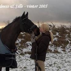 Dansk Varmblod Madness *SOLGT*