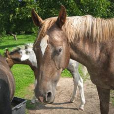 Appaloosa Rista