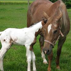 Appaloosa Rista