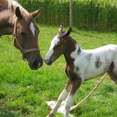 Appaloosa Rista