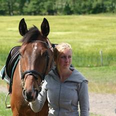 Dansk Varmblod Stejlbjerggaards Cyrillis