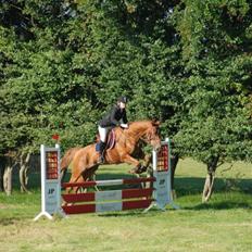 Dansk Varmblod Bias R.I.P :(