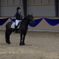 Fell pony Falco  (Gamle part)