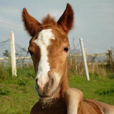 Welsh Mountain (sec A) BG's Bellis - solgt