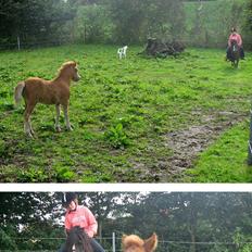 Welsh Mountain (sec A) BG's Bellis - solgt