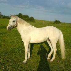 Welsh Pony af Cob-type (sec C) Melissa of gade 