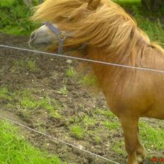 Shetlænder Buller - aflivet