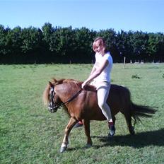 Shetlænder Buller - aflivet