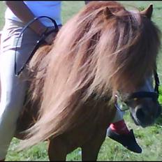 Shetlænder Buller - aflivet