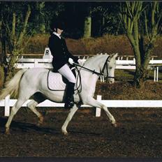 Welsh Pony (sec B) Lyngvejens Chanti