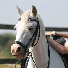 Welsh Pony (sec B) Lyngvejens Chanti