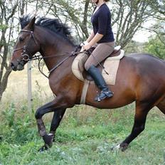 Anden særlig race Amazing Star