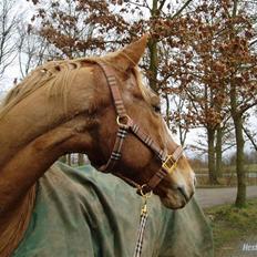 Anden særlig race Magellean - SAVNET.