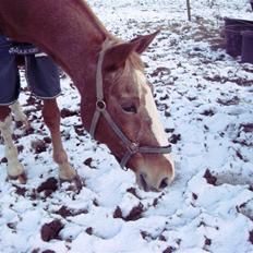 Anden særlig race Magellean - SAVNET.