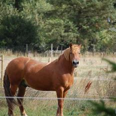 Bashkir Curly Højregaardens Teddi