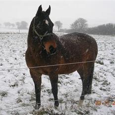 Anden særlig race Picasso "solgt"