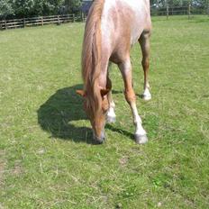 Welsh Cob (sec D) rico :(solgt):