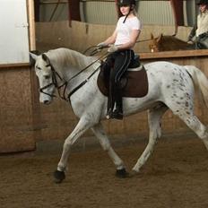 Anglo Araber (AA) Outlandish (solgt)