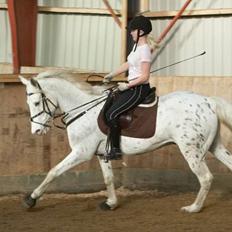 Anglo Araber (AA) Outlandish (solgt)