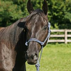 Tennessee Walker | Yahoo's Beautiful Joyce