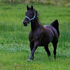 Tennessee Walker | Yahoo's Beautiful Joyce