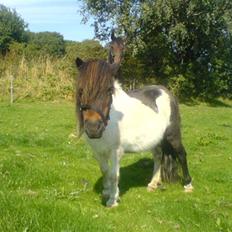 Shetlænder Skovgaards Lotte R.I.P.