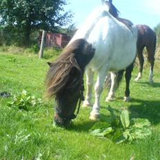 Shetlænder Skovgaards Lotte R.I.P.