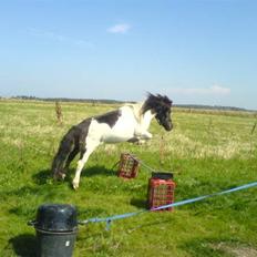 Shetlænder Skovgaards Lotte R.I.P.